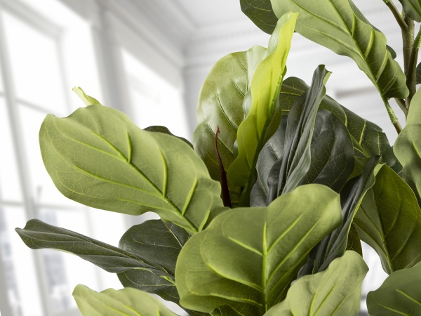 Higuera violin Искусственное растение H200 от интернет-магазина IDODOM.RU