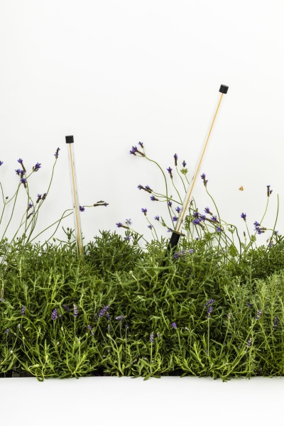 Лампа Bambou 1068 с шипом черная LED 8W 2200K от интернет-магазина IDODOM.RU