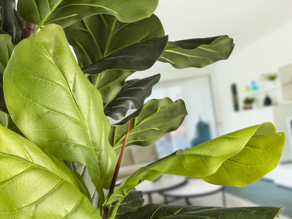 Higuera violin Искусственное растение H250 от интернет-магазина IDODOM.RU