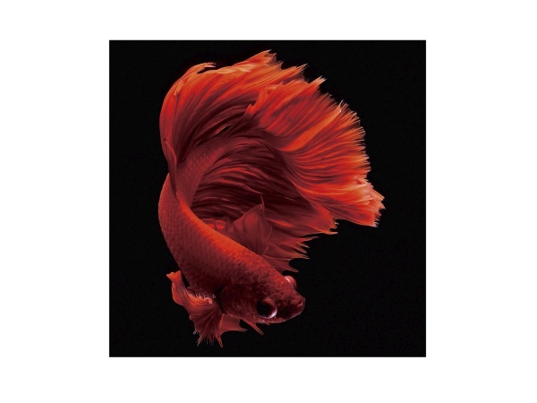 Фотография на стекле Rojo Siam 100x100 от интернет-магазина IDODOM.RU