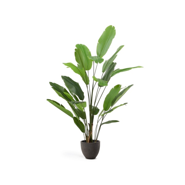 Искусственное банановое растение в черном горшке 210 см от интернет-магазина IDODOM.RU