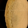 Потолочный светильник Cloyd NECTAR FM1 / Ø40 см - золото (арт.11323) от интернет-магазина IDODOM.RU
