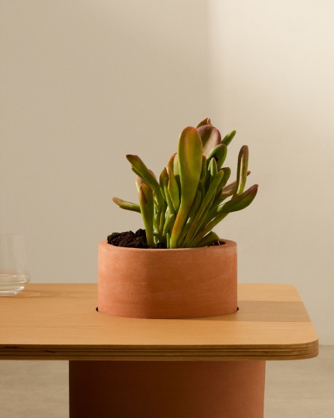 Журнальный столик Olaria терракотовый с дубовым шпоном натуральной отделки 110 x 60 от интернет-магазина IDODOM.RU